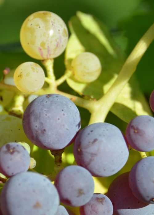 Roter Riesling Mutation ANT 6331